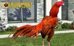 Ayam Bangkok, Jenis Ayam Aduan Dengan Harga Tinggi