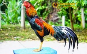 Cara Ampuh Melati Ayam Bangkok Aduan Pasti menang