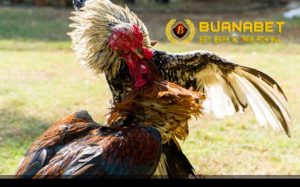 Cara Menguatkan Paruh Ayam Bangkok Ayam Aduan Anti Patah